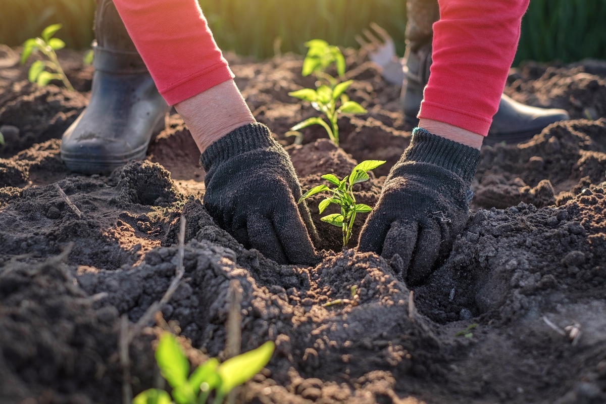 Les L Gumes Que L On Peut Encore Semer En Juillet Pour Un T Gourmand