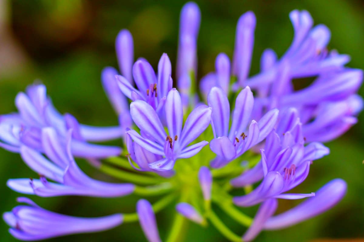 Doit On Couper Les Fleurs Fan Es Des Agapanthes Pour Maximiser La