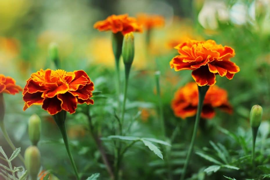 Est il trop tard Voici les fleurs qu il est déconseillé de semer en