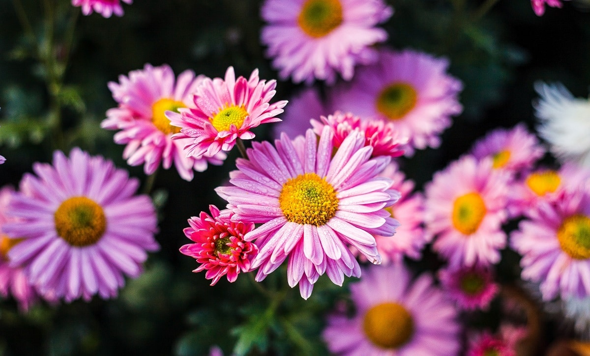 Des Couleurs Poustouflantes D S Cet Automne Les Plantes Que Vous