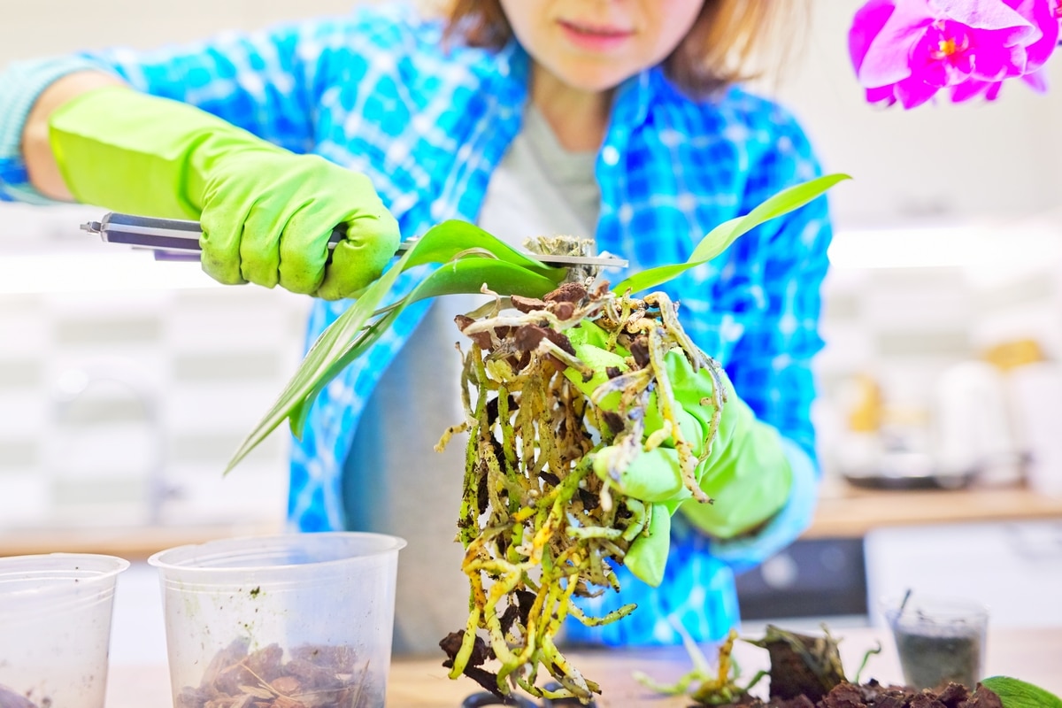 Bouturage des orchidées en novembre Technique infaillible de grand