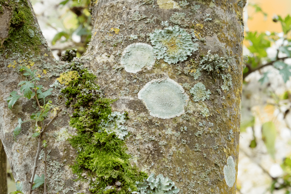 Voici Comment Se D Barrassez Vous De La Mousse Et Du Lichen Qui