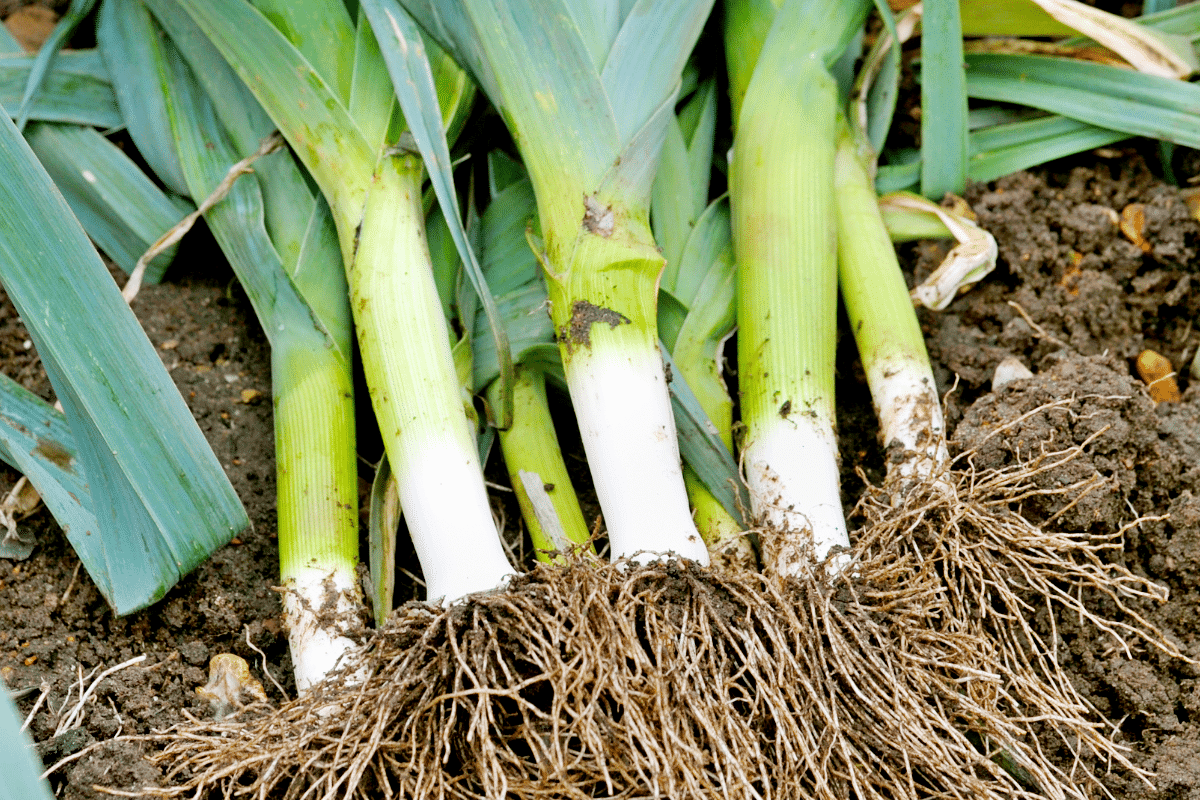 Vari T S De L Gumes Qui Se Renouvellent L Infini R Coltez Sans