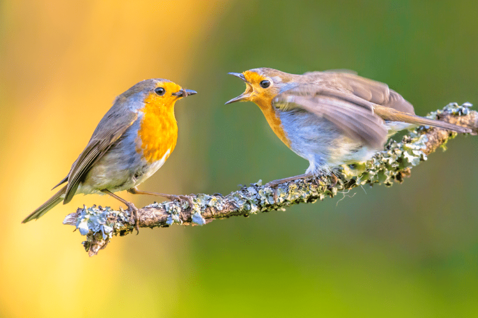 Ces 5 Astuces Permettent D Attirer Les Rouge Gorges Dans Son Jardin Et