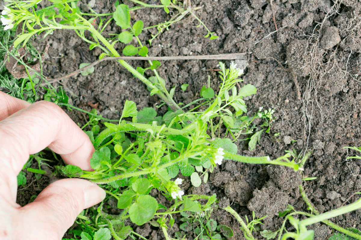 Doit On Liminer Toutes Les Mauvaises Herbes Pendant L Hiver Aiga