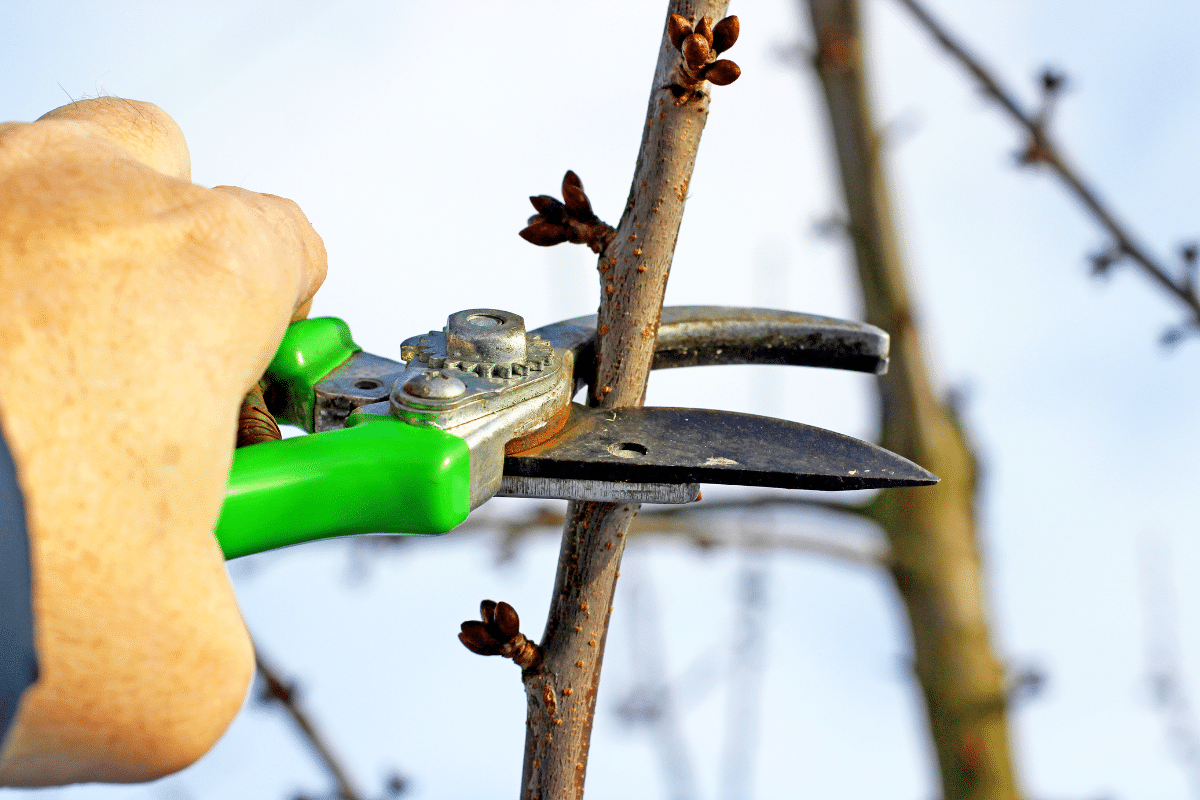 Quels arbres fruitiers faut il tailler en février pour ne pas manquer