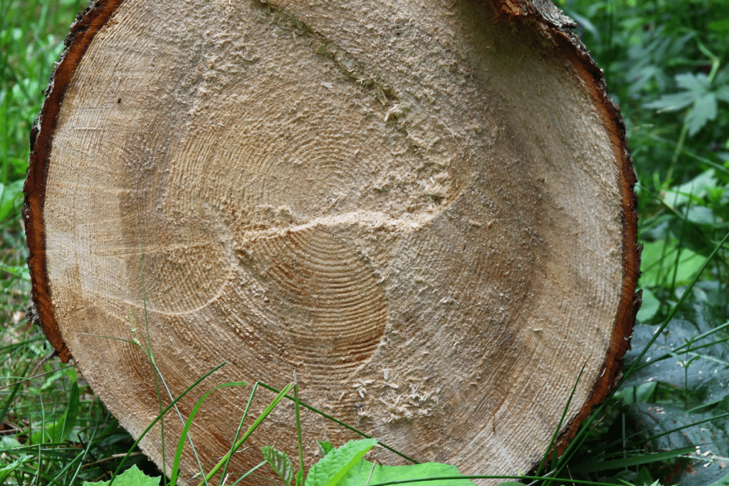 Etapes Fondamentales Pour Maintenir Un Tronc D Arbre Coup En Bon Tat