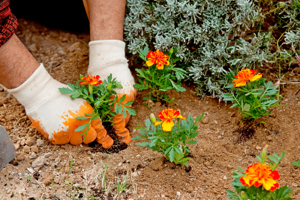 D Couvrez Le Meilleur Moment Pour Planter Des Fleurs En Pleine Terre Et