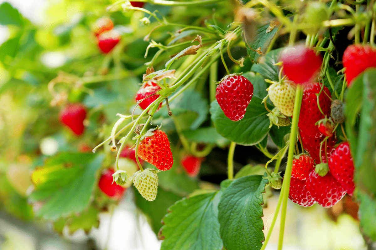 Ce Qu Il Faut Faire Pour R Ussir La Culture De Vos Fraises Sur Votre