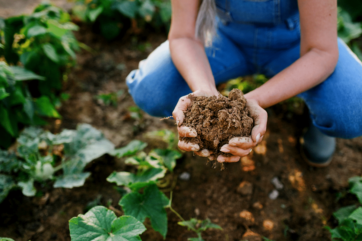 5 Indicateurs à vérifier pour déterminer si le sol de votre potager est