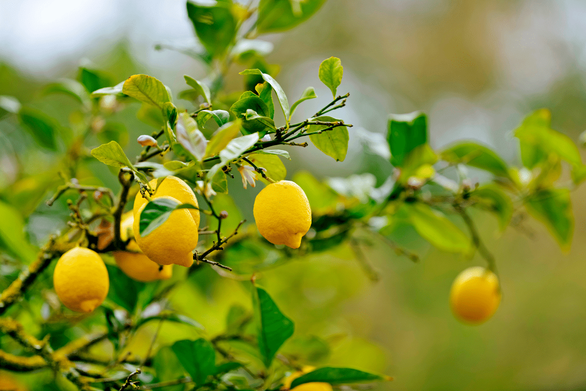 Comment Arroser Votre Citronnier Comme Un Pro