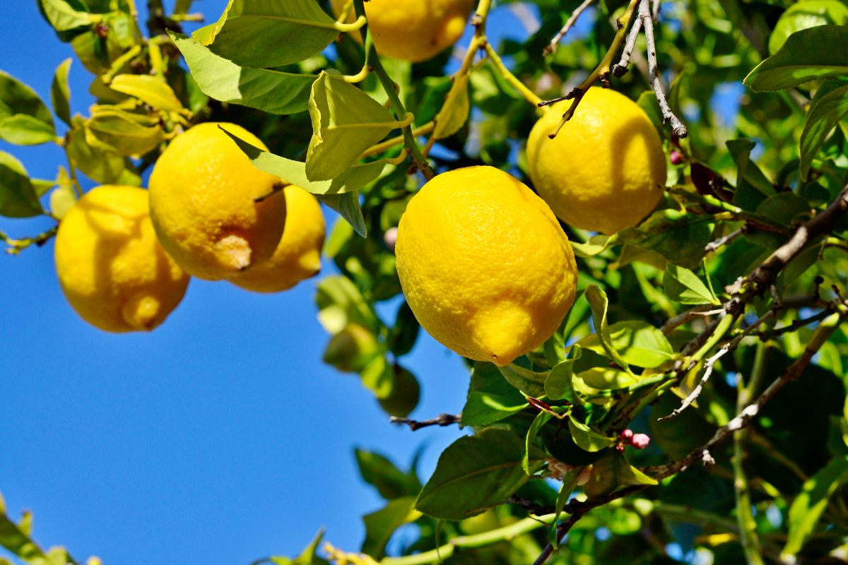 3 Méthodes efficaces pour accélérer la croissance de votre citronnier