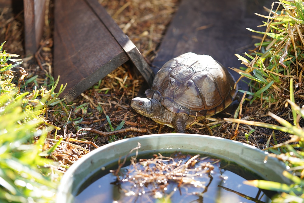 coin d'eau dans un enclos tortue de terre