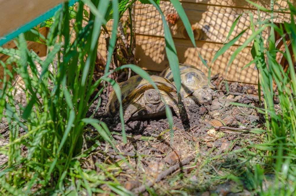 deux tortue de terre dans un enclos