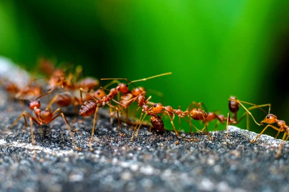 Une bande de fourmi rouge