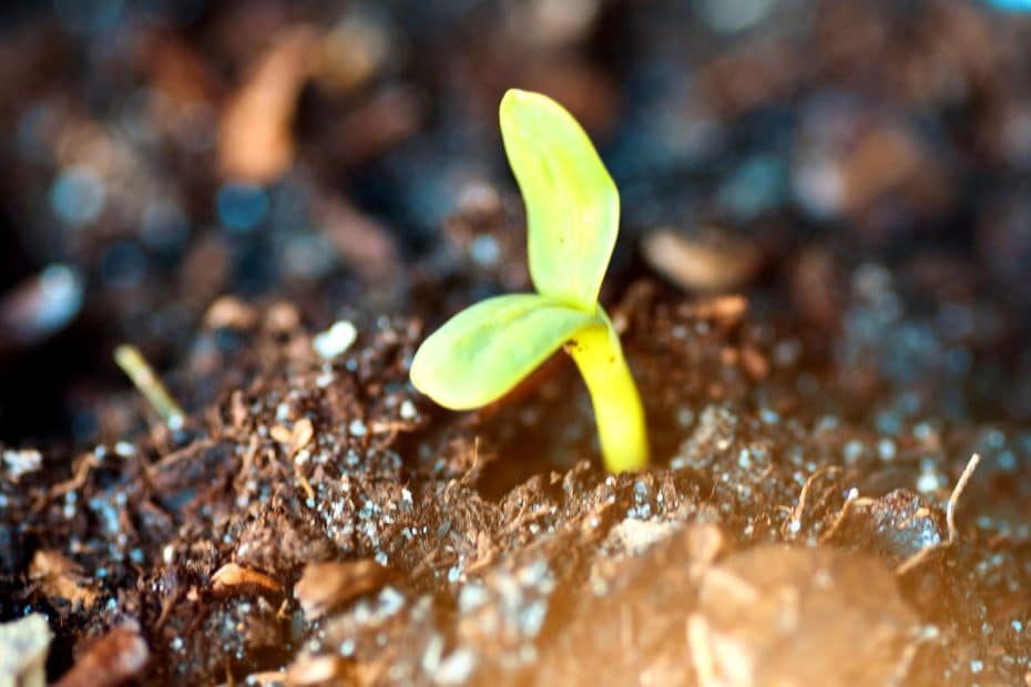 Une graine en train de se transformer en plante florissante grâce à la croissance vigoureuse.