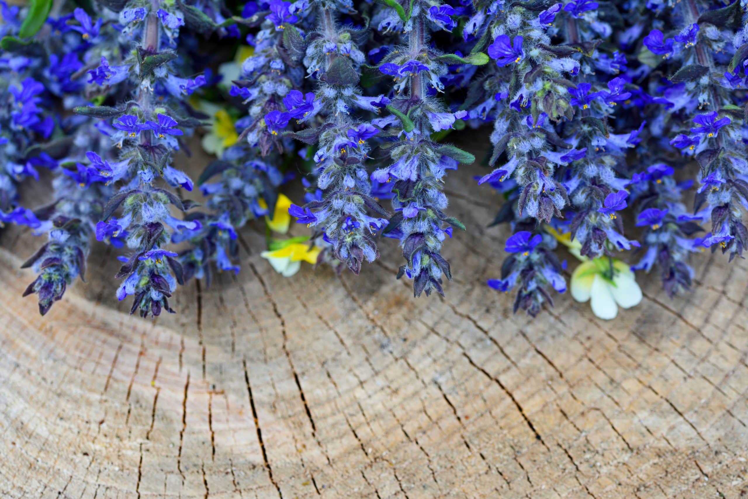 Fleurs d'Ajuga reptans sur un fond en bois.