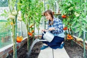 Femme arrosant des tomates