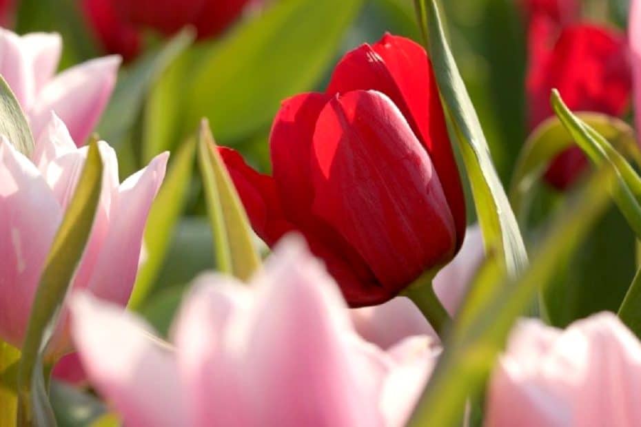 Jardin de fleurs de tulipes