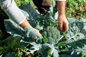 Plant de brocoli dans potager