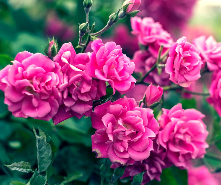 Faut Il Vraiment Tailler Les Rosiers Pour Avoir De Belles Fleurs Aiga France Maison