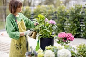 arrosage des hortensias