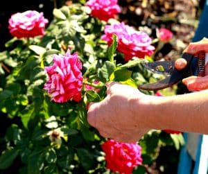 Taille roses de jardin