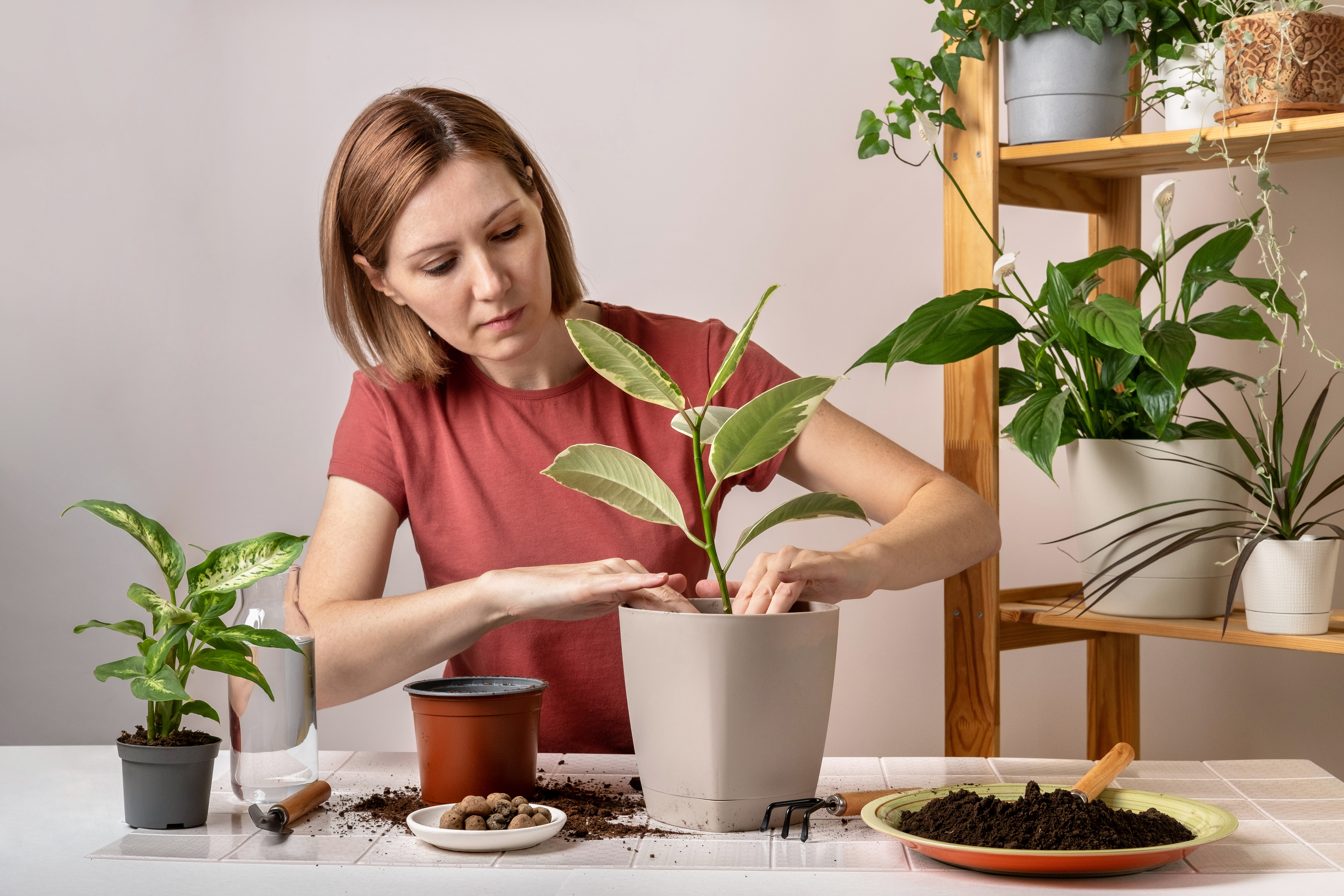 Une femme rempote une jeune plante de ficus dans un nouveau pot de fleurs. Jeune et belle femme prenant soin de plantes en pot d'intérieur. Un passe-temps engageant.