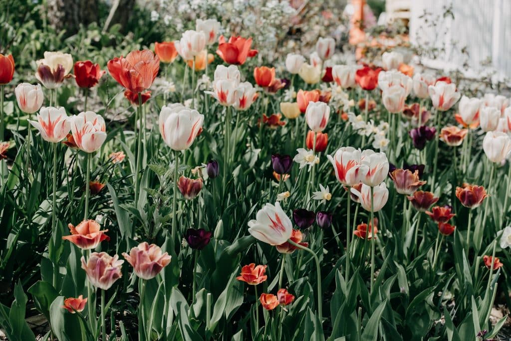 Des fleurs dans un jardin