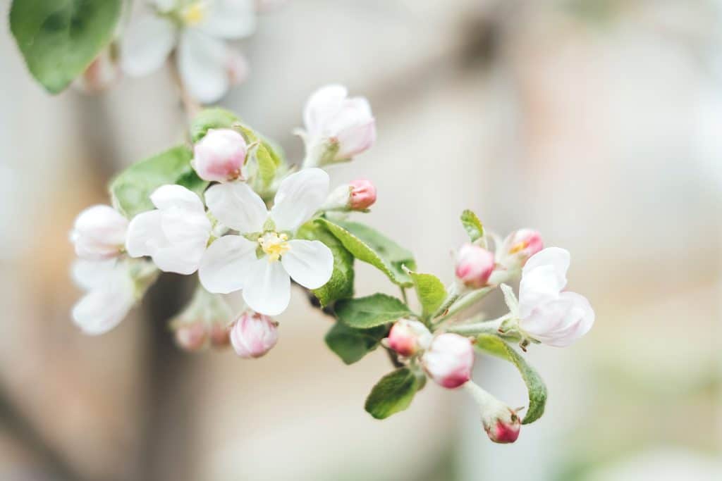 Des fleurs de pommier