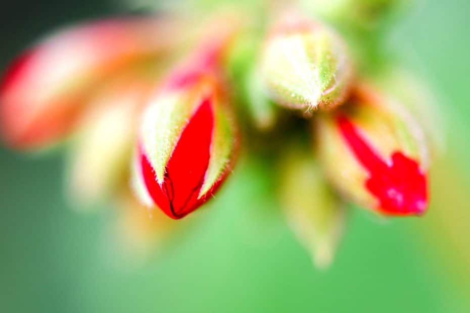 Les fleurs des géraniums peuvent jaunir