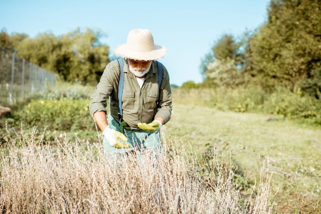 Un homme qui fait son potager