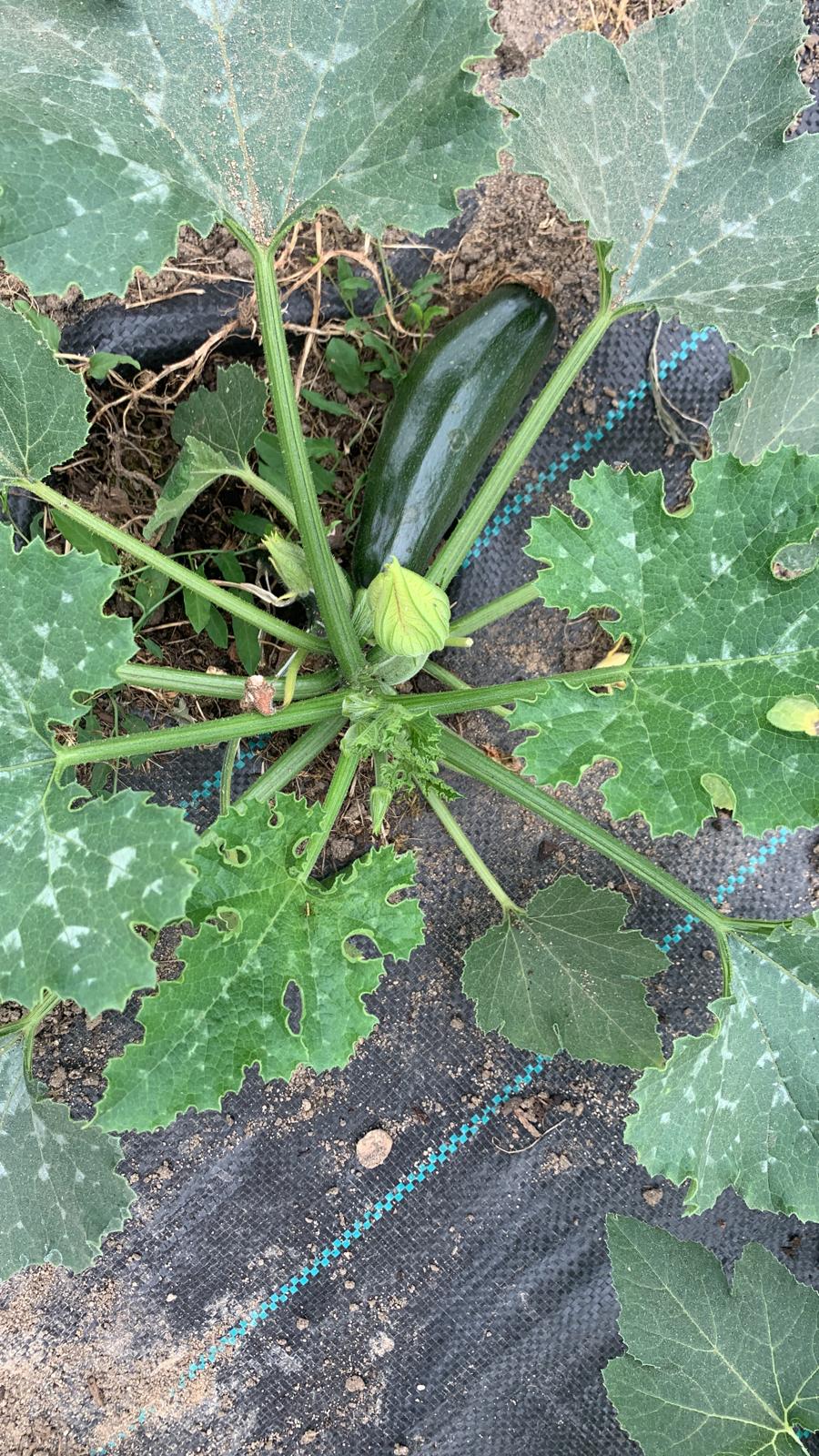 Des courgettes dans mon jardin