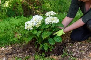 planter de l'hortensia