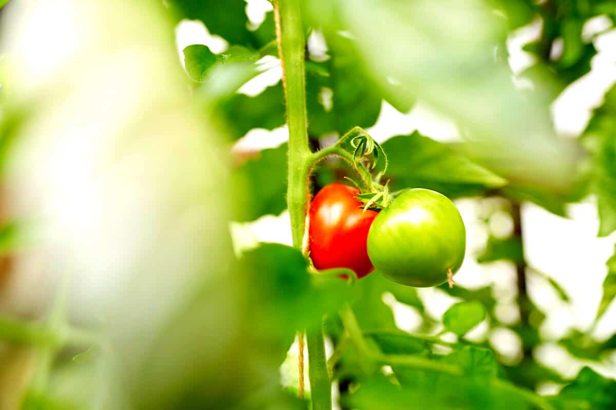 Des tomates dans le jardin pour un été avec des légumes