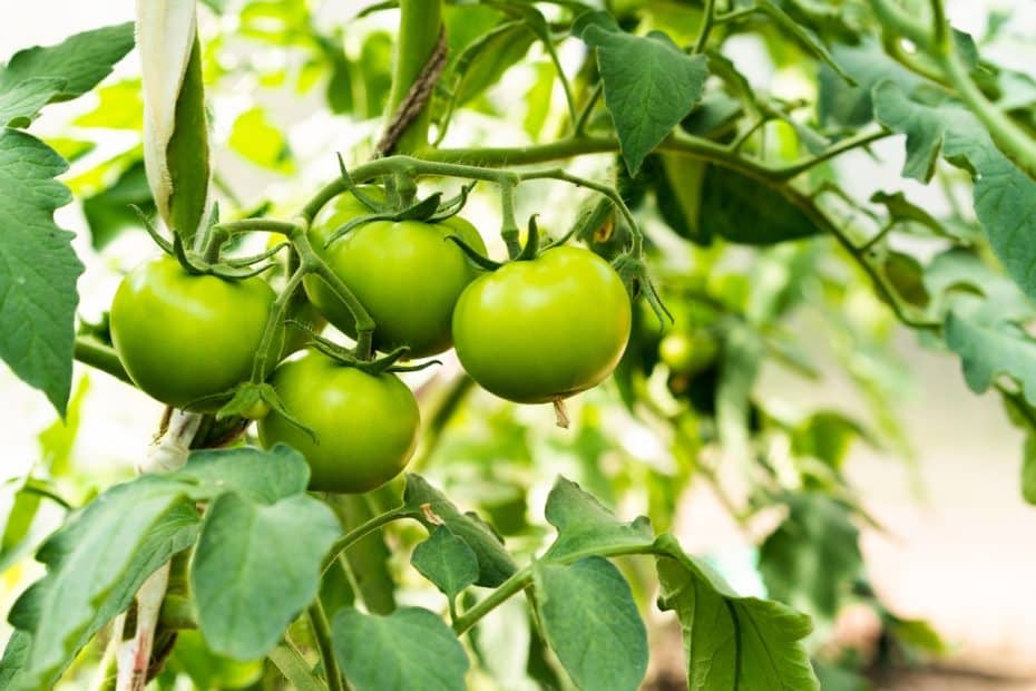 Des tomates vertes qui ne rougissent pas