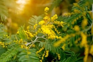 Arbre mimosa