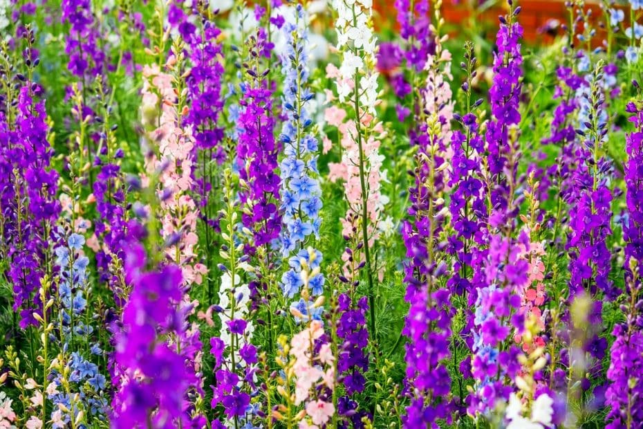 Delphinium