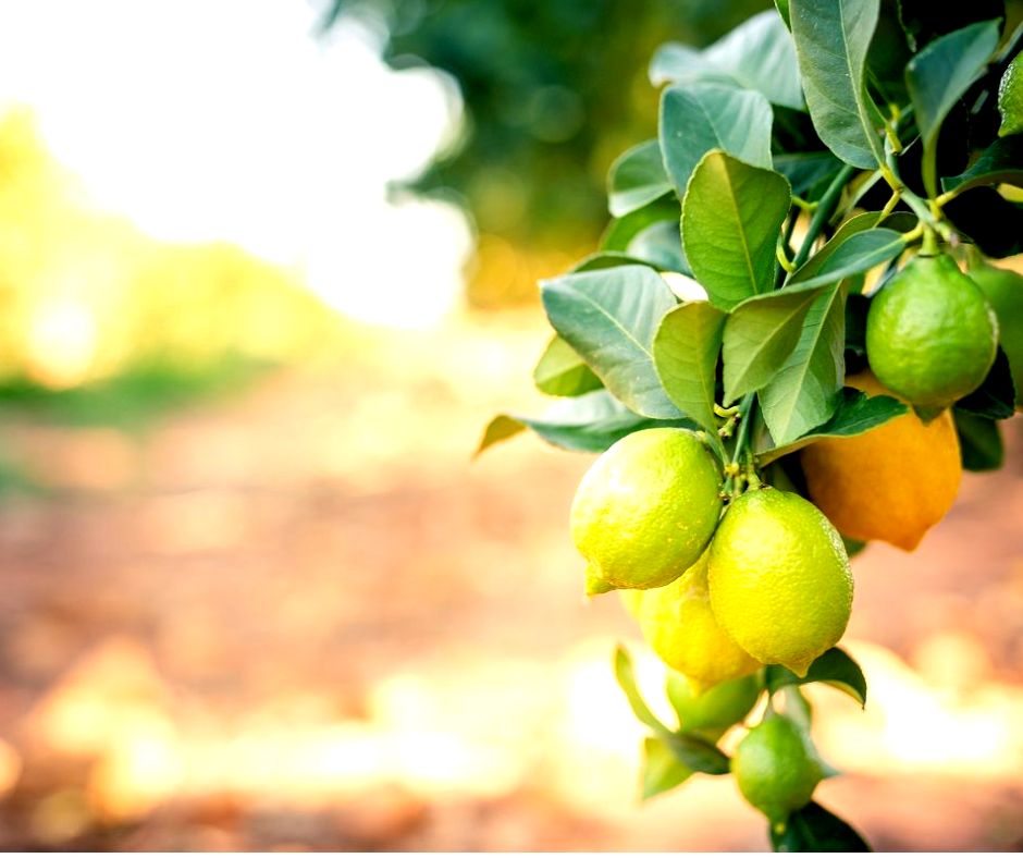 Arrosage du citronnier : fréquence, besoin et apport d'engrais