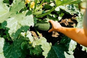 Courgette dans le potager