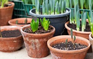 semis de tulipes en pot