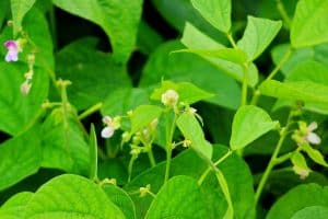 haricots verts