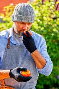 Homme cueillant une tomate