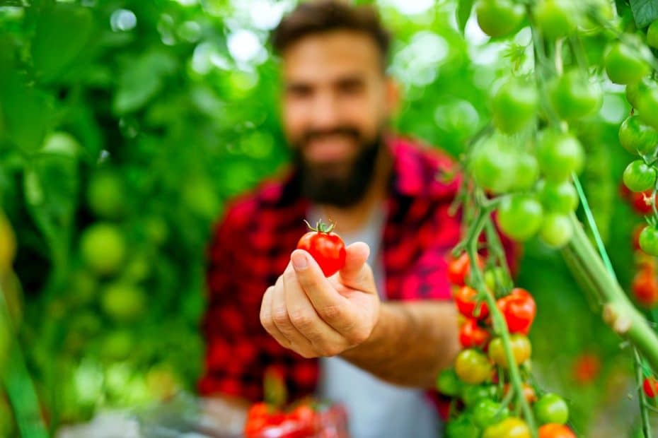 Jardinier qui tient une tomate