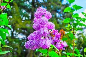 Lilas dans le jardin