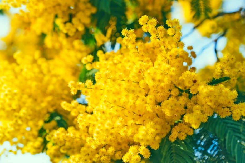 Mimosa jaune en fleur