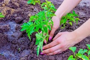 Jardinière plante des tomates