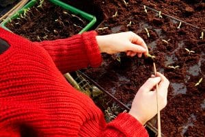 Plants de tomates