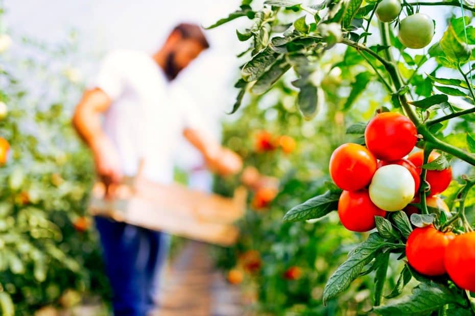 Récolte de tomates