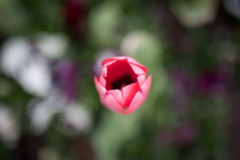 Tulipe fleur